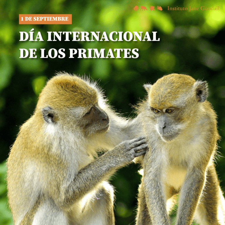 Día internacional de los primates