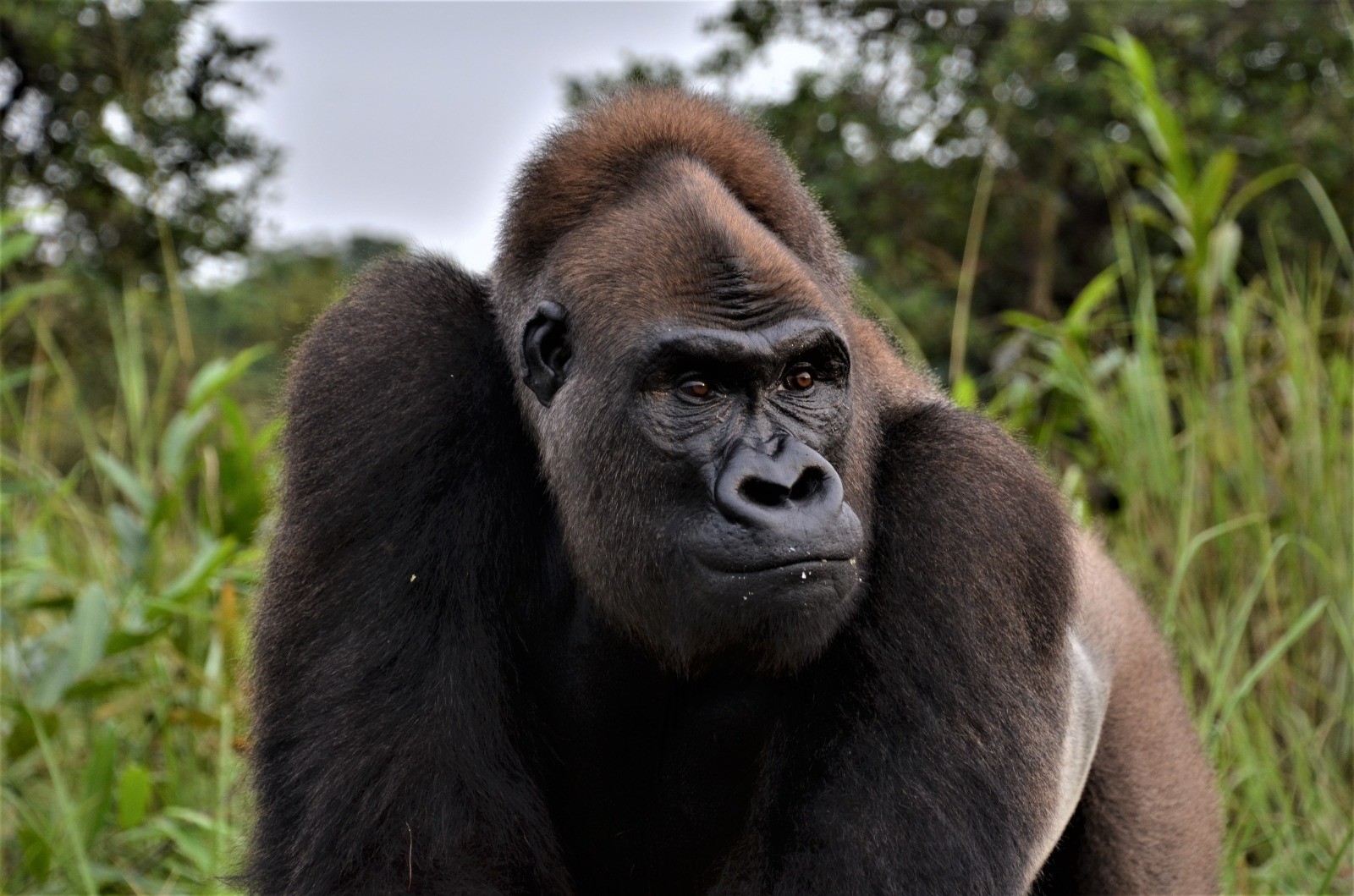 Cuidador del zoológico: características del gorila